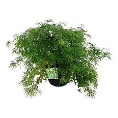 Acer pal. 'Dissectum'