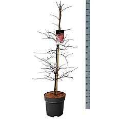 Acer pal. 'Garnet'