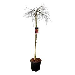 Acer pal. 'Orangeola'