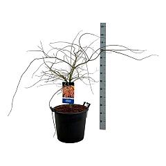 Acer pseudosieboldianum 'Ice Dragon'®