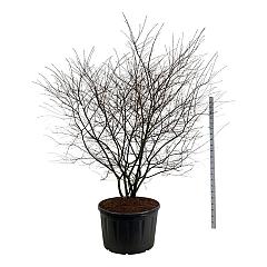 Amelanchier lamarckii