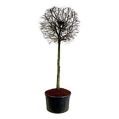 Carpinus betulus