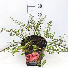Chaenomeles sup. 'Pink Lady'
