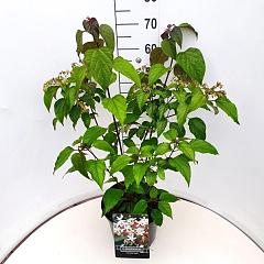 Clerodendrum trichotomum fargesii