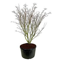 Cornus kousa 'Weisse Fontaine'