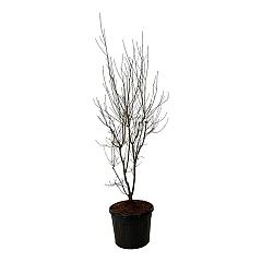 Cornus 'Aurora'
