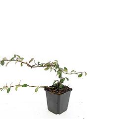 Cotoneaster dammeri