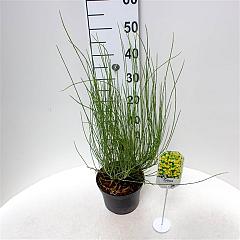 Cytisus praecox 'Allgold'