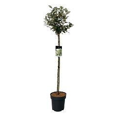Elaeagnus ebb. 'Compacta'