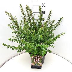Escallonia 'Apple Blossom'