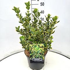 Euonymus jap. 'Ovatus Aureus'
