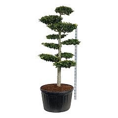 Fagus sylvatica