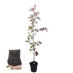 Fagus syl. 'Atropunicea'