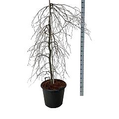 Fagus syl. 'Pendula'