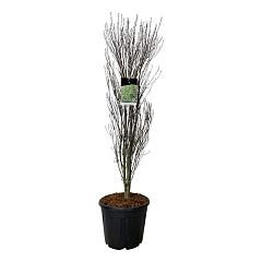 Frangula alnus Fine Line