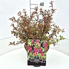 Fuchsia 'Riccartonii'