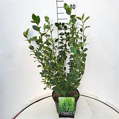Griselinia littor. Green Horizon