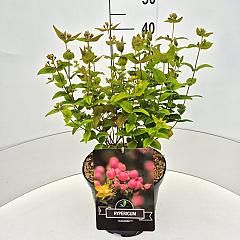 Hypericum inod. 'Miracle Bossom' (R)