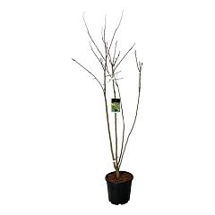Koelreuteria paniculata
