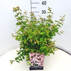 Kolkwitzia amabilis
