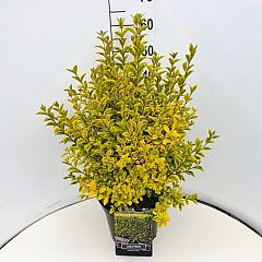 Ligustrum oval. 'Aureum'