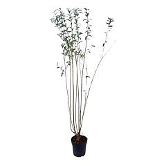 Ligustrum vulg. 'Atrovirens'