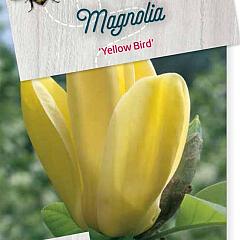 Magnolia brookl. 'Yellow Bird'
