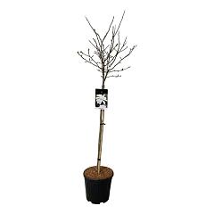 Magnolia stellata