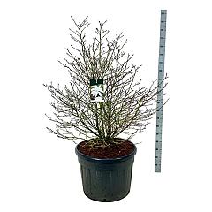 Magnolia stellata