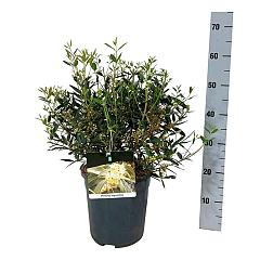 Phillyrea angustifolia
