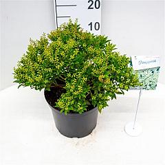 Pieris jap. 'Prelude'