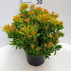 Pieris jap. 'Purity'
