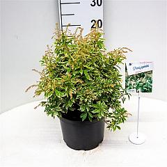 Pieris jap. 'Variegata'
