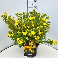 Potentilla f. 'Goldfinger'