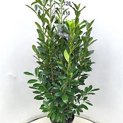 Prunus l. 'Elly'