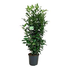 Prunus l. 'Genolia'(R)