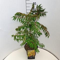 Rhus glabra 'Laciniata'