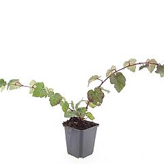 Rubus tricolor