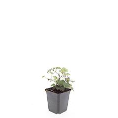 Rubus 'Betty Ashburner'