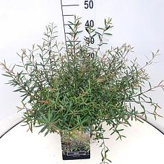 Salix purpurea 'Nana'
