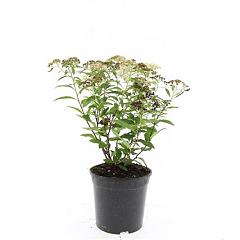 Spiraea japonica 'Genpei'