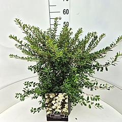 Spiraea nipp. 'Snowmound'