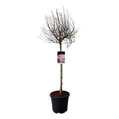 Syringa Flowerfest Pink®