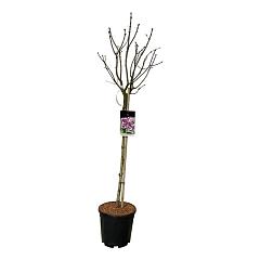 Syringa v. 'Katherine Havemeyer'