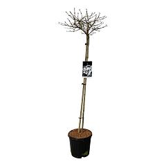 Viburnum plic. 'Watanabe'