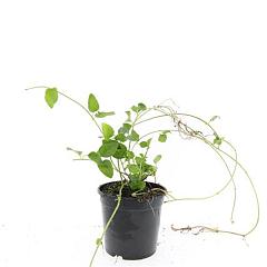 Vinca major