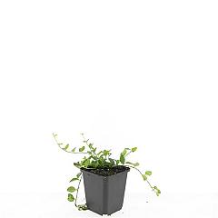 Vinca minor
