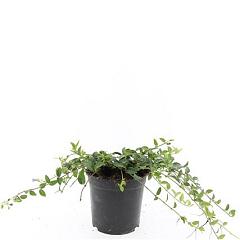 Vinca minor