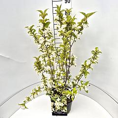 Weigela 'Candida'