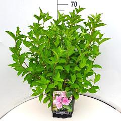 Weigela 'Rosea'